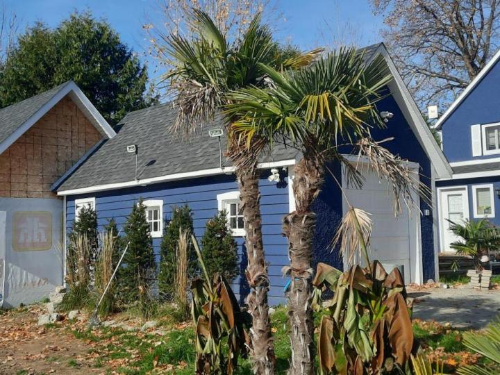 Vente de palmiers Grand Montréal