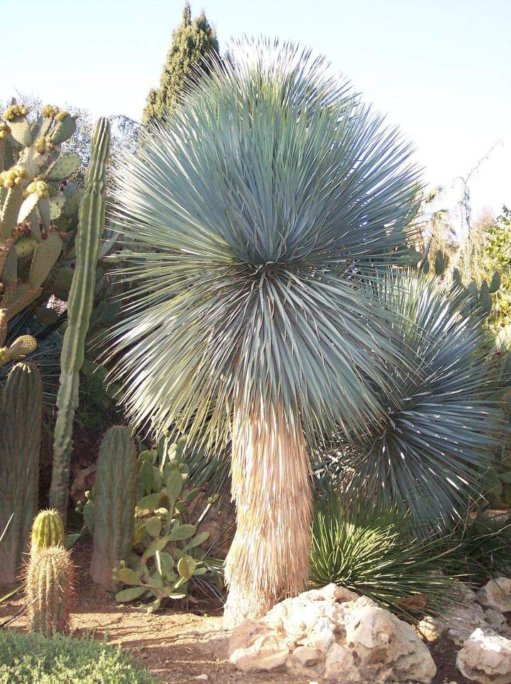 1200px Yucca rostrata mature