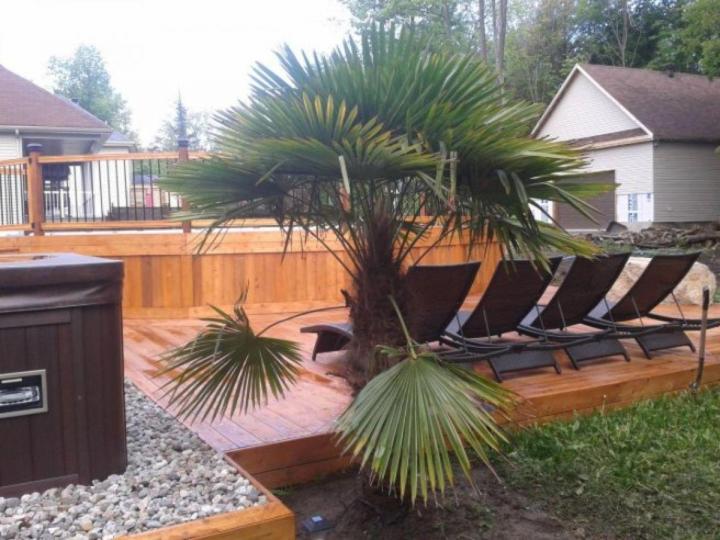 Vente de palmiers Grand Montréal