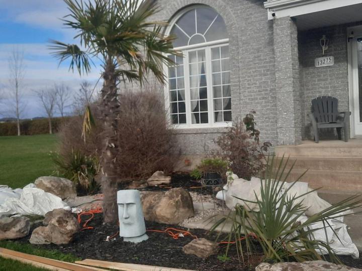 Vendeur de palmiers Grand Montréal