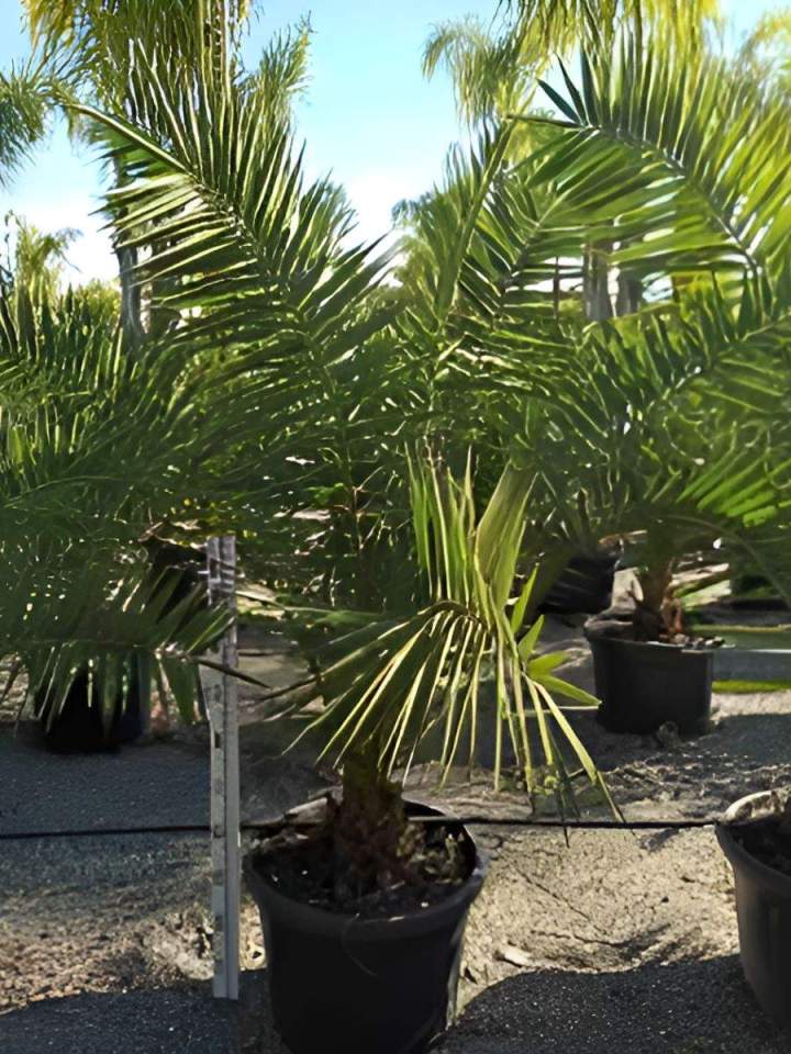 Vente de palmiers Grand Montréal