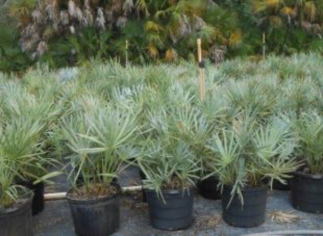 Vendeur de palmiers Grand Montréal