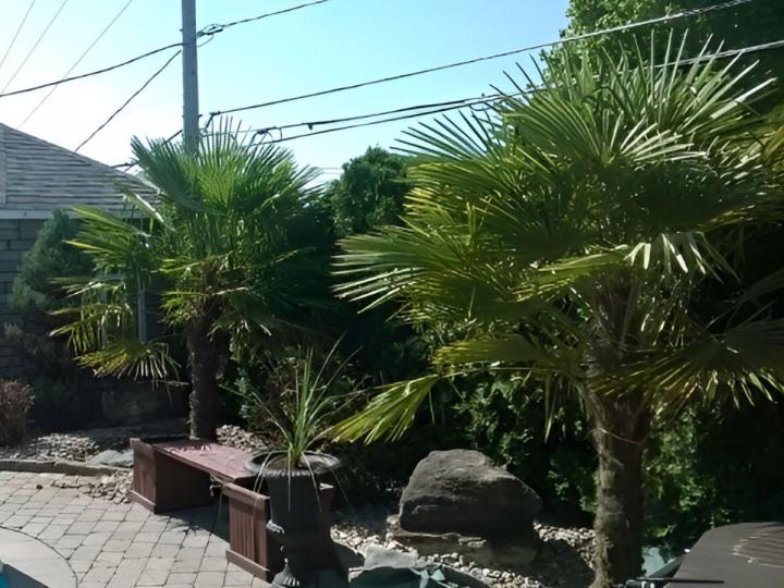 Location de palmiers Grand Montréal