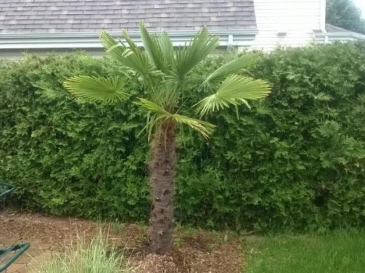 Location de palmiers Grand Montréal