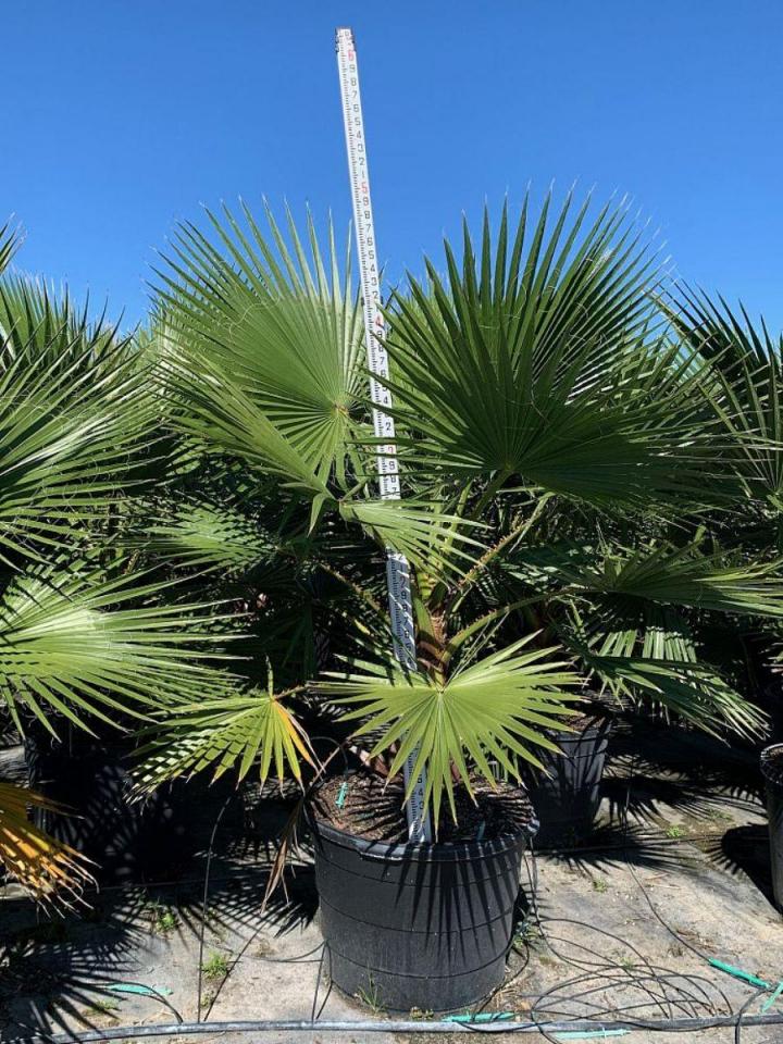 Vente de palmiers Grand Montréal