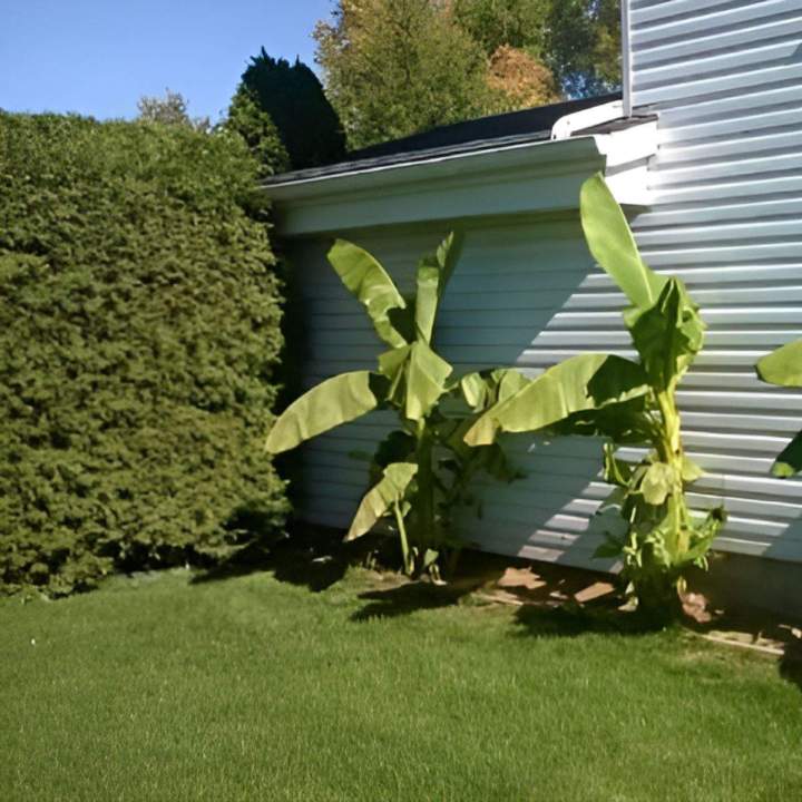 Vente plantes tropicales Grand Montréal