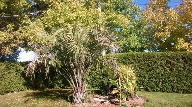 Aménagements tropicaux – Grand Montréal