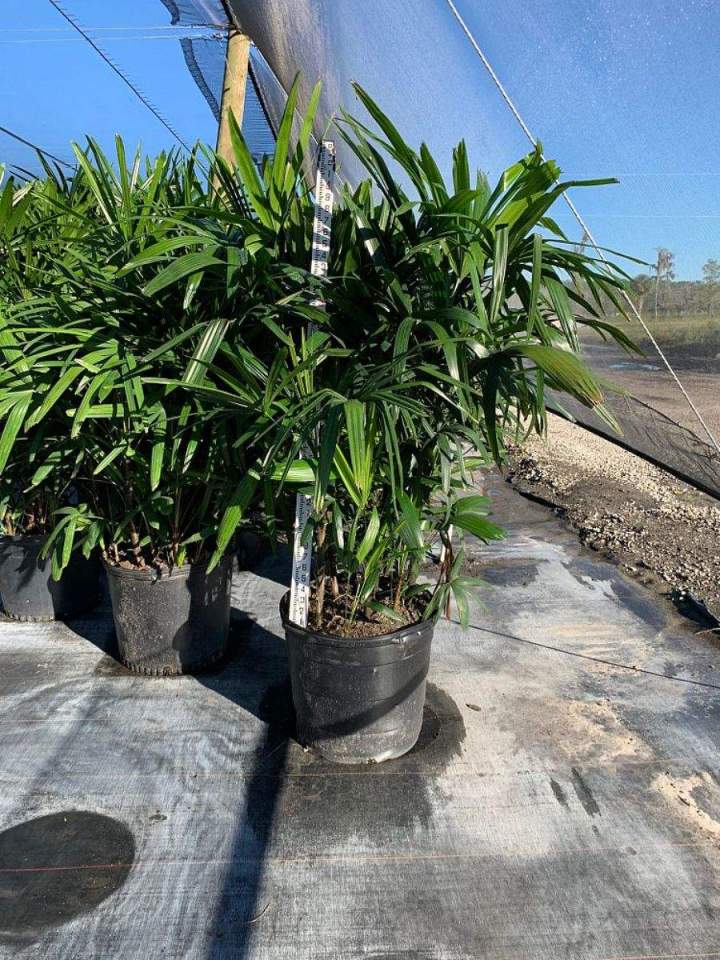 Vendeur de palmiers Grand Montréal