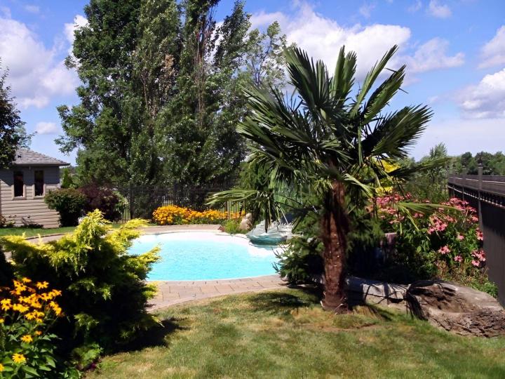 Vente de palmiers Grand Montréal