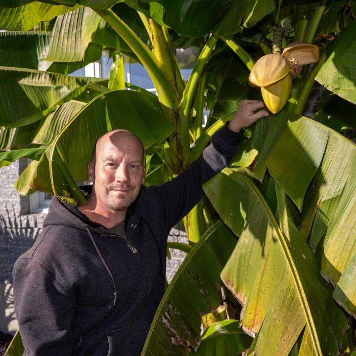 Vendeurs de plantes tropicales Grand Montréal