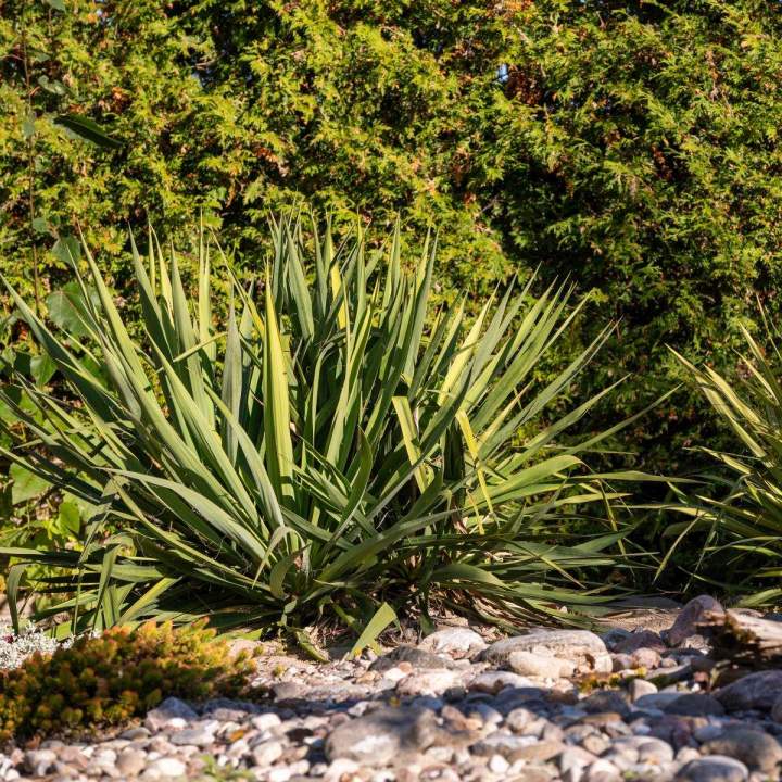 Vente plantes tropicales Grand Montréal