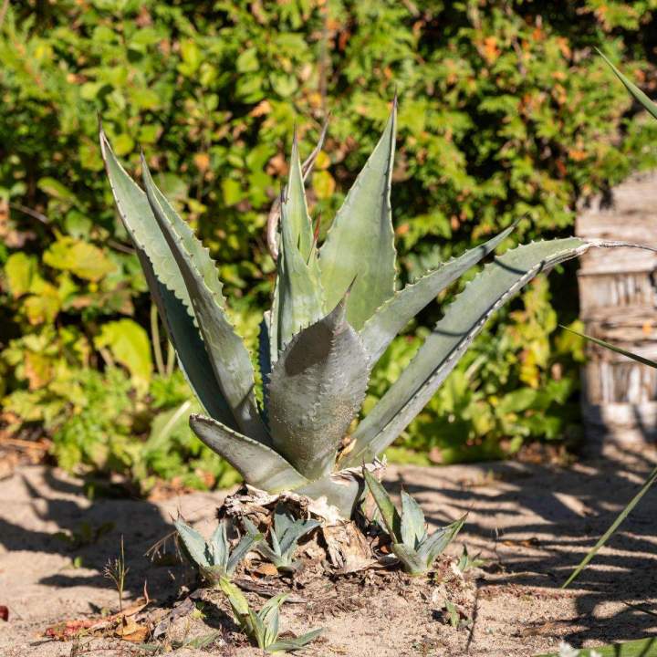 Aménagement jardins tropicaux Grand Montréal