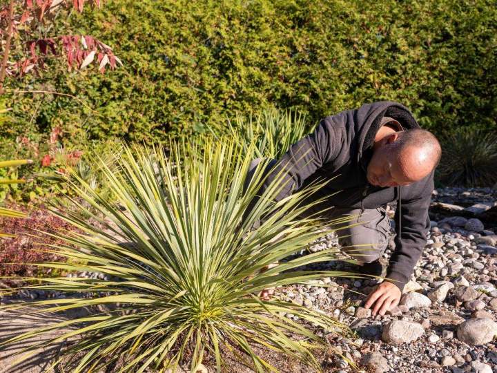 Vente de palmiers Grand Montréal