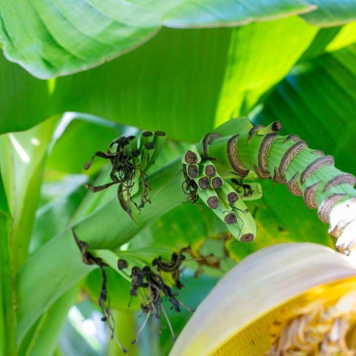 Vente plantes tropicales Grand Montréal
