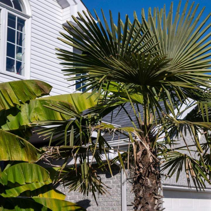 Aménagement jardins tropicaux Grand Montréal