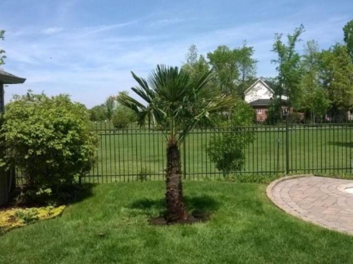 Service de location de palmiers Grand Montréal