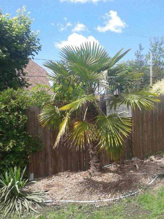 Aménagements tropicaux – Grand Montréal