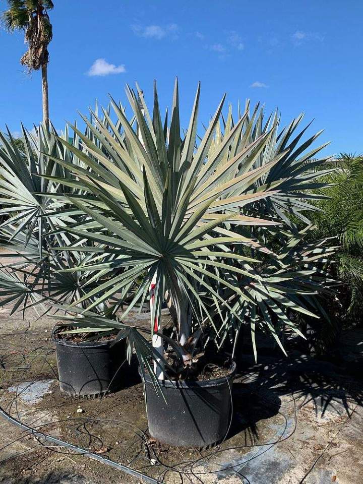 bismarckia nobilis silver 30G