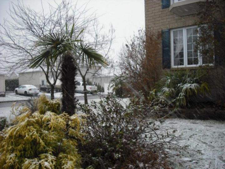 Vendeur de palmiers Grand Montréal