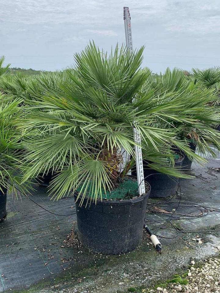 Vente de palmiers Grand Montréal