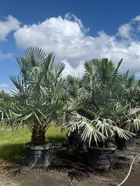 copernicia alba caranday palm 1004122373 1005399 1753906488 791538