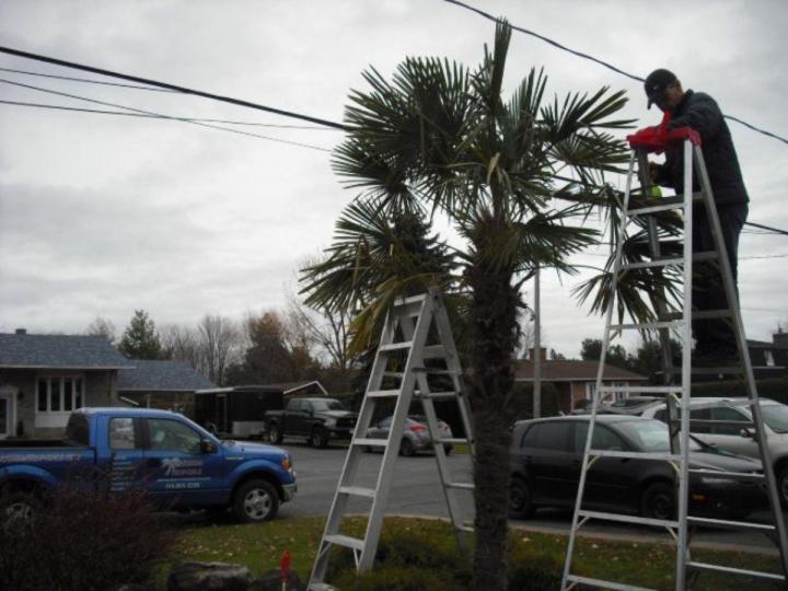 Vendeur de palmiers Grand Montréal