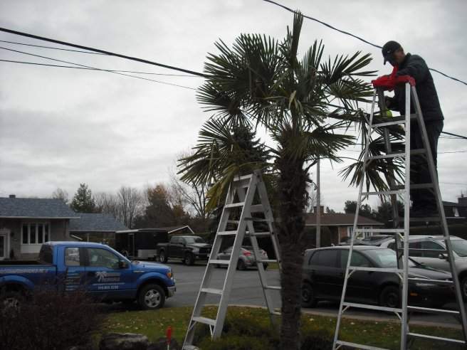 Aménagements tropicaux – Grand Montréal