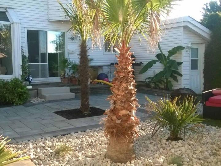 Location de palmiers Grand Montréal