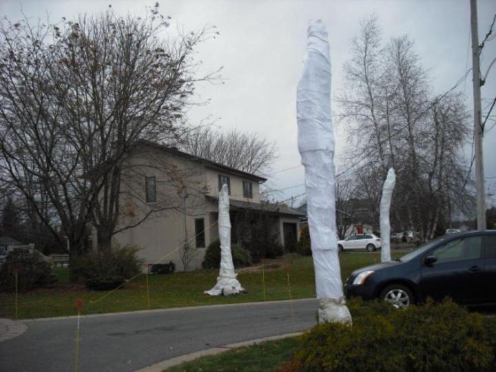 Vente de palmiers Grand Montréal