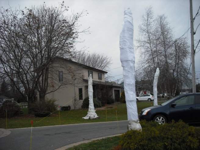 Aménagements tropicaux – Grand Montréal