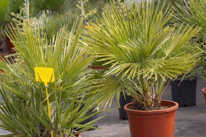 Vendeur de palmiers Grand Montréal