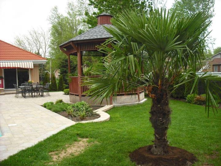 Vendeur de palmiers Grand Montréal
